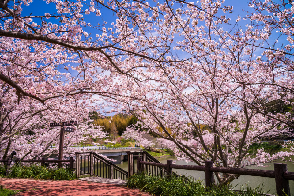 頼朝桜（河津桜）／鋸南町