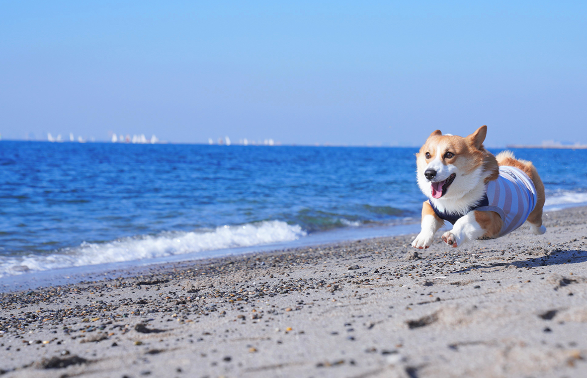 愛犬と宿泊が可能