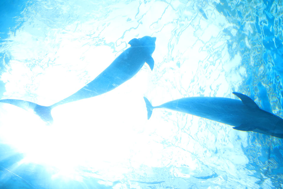 イルカと一緒に潜れるドルフィンダイブ