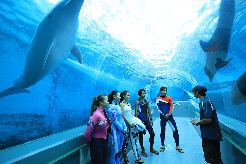 イルカと潜っている様子を見ることができるトンネル